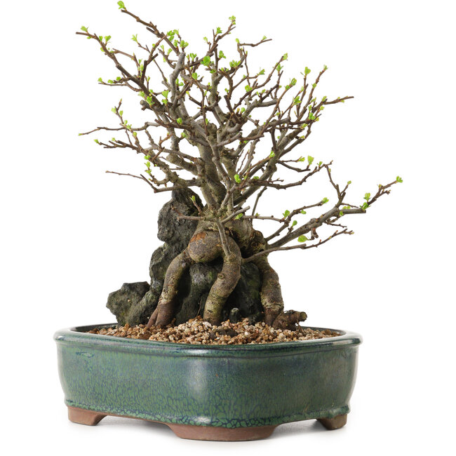 Chaenomeles speciosa, 28 cm, ± 25 jaar oud