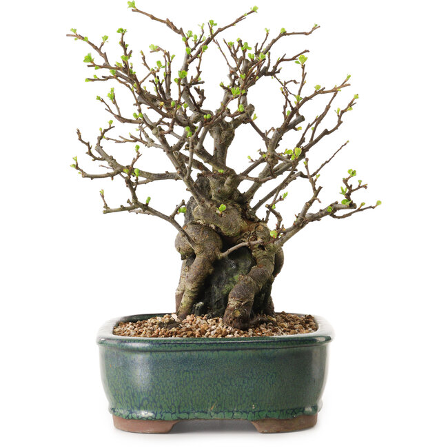 Chaenomeles speciosa, 28 cm, ± 25 años de edad