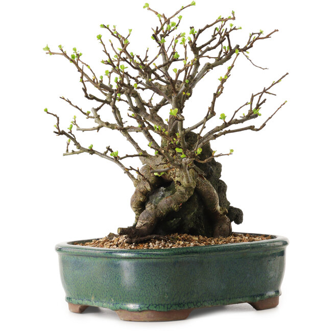 Chaenomeles speciosa, 28 cm, ± 25 ans