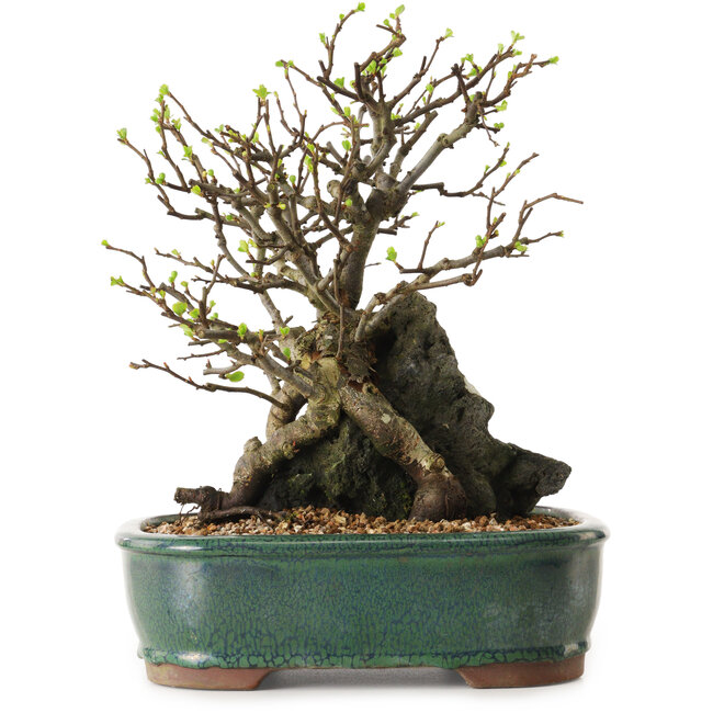 Chaenomeles speciosa, 28 cm, ± 25 años de edad