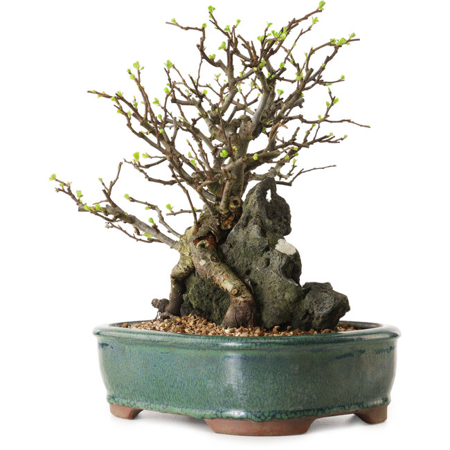 Chaenomeles speciosa, 28 cm, ± 25 ans