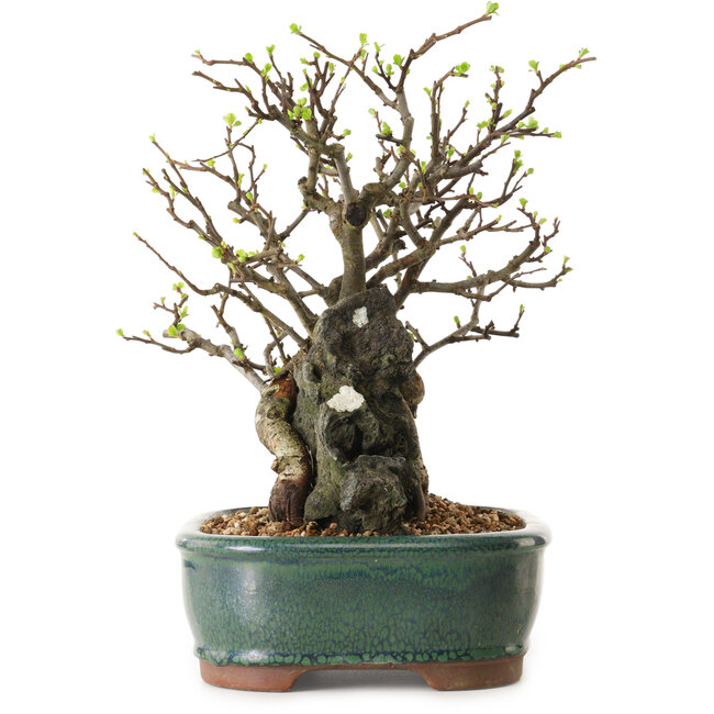 Chaenomeles speciosa, 28 cm, ± 25 años de edad