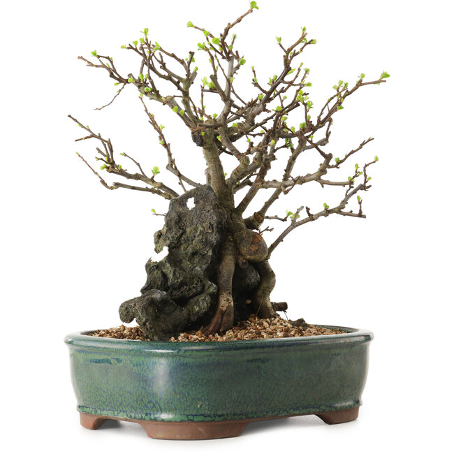 Chaenomeles speciosa, 28 cm, ± 25 Jahre alt