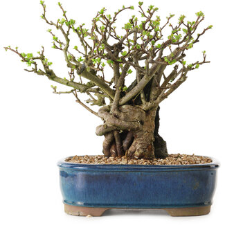 Chaenomeles speciosa, 23 cm, ± 25 Jahre alt