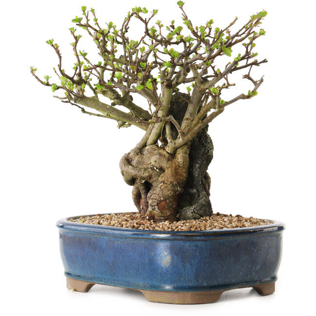 Chaenomeles speciosa, 23 cm, ± 25 Jahre alt