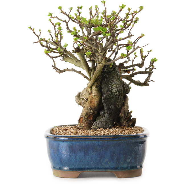 Chaenomeles speciosa, 23 cm, ± 25 anni