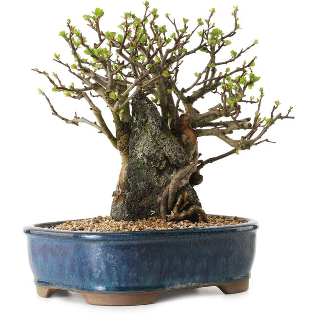 Chaenomeles speciosa, 23 cm, ± 25 años de edad