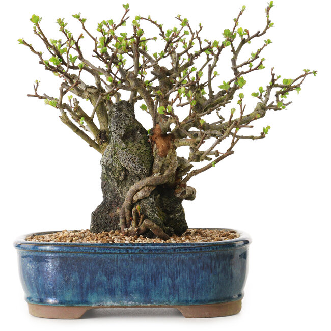 Chaenomeles speciosa, 23 cm, ± 25 Jahre alt