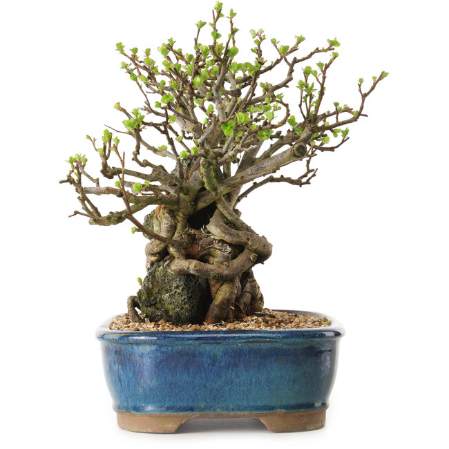 Chaenomeles speciosa, 23 cm, ± 25 years old