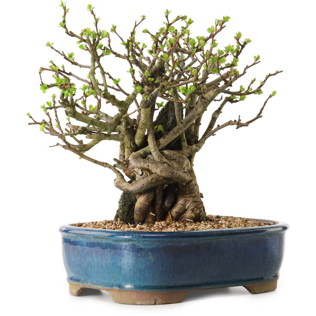 Chaenomeles speciosa, 23 cm, ± 25 years old