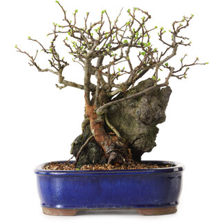 Chaenomeles speciosa, 27 cm, ± 25 years old