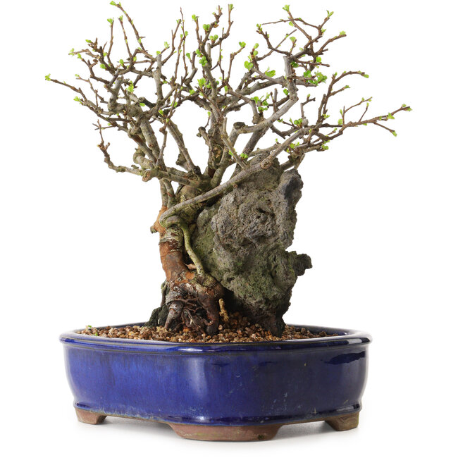 Chaenomeles speciosa, 27 cm, ± 25 años de edad