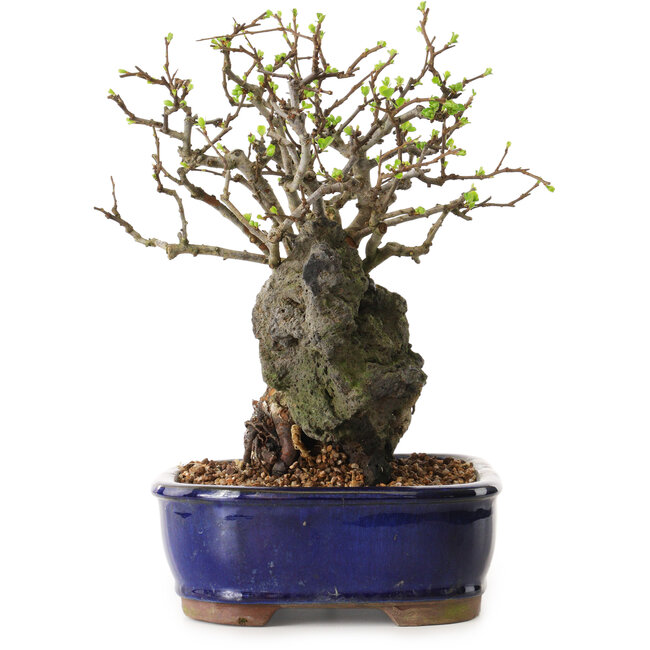 Chaenomeles speciosa, 27 cm, ± 25 years old