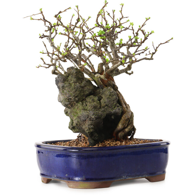 Chaenomeles speciosa, 27 cm, ± 25 años de edad