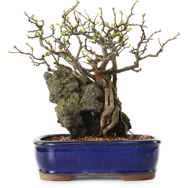 Chaenomeles speciosa, 27 cm, ± 25 anni