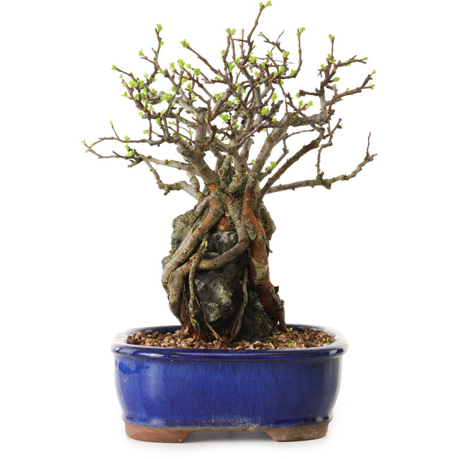 Chaenomeles speciosa, 27 cm, ± 25 Jahre alt