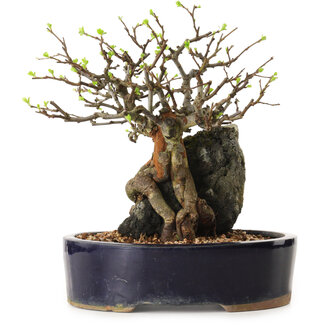 Chaenomeles speciosa, 24 cm, ± 25 ans