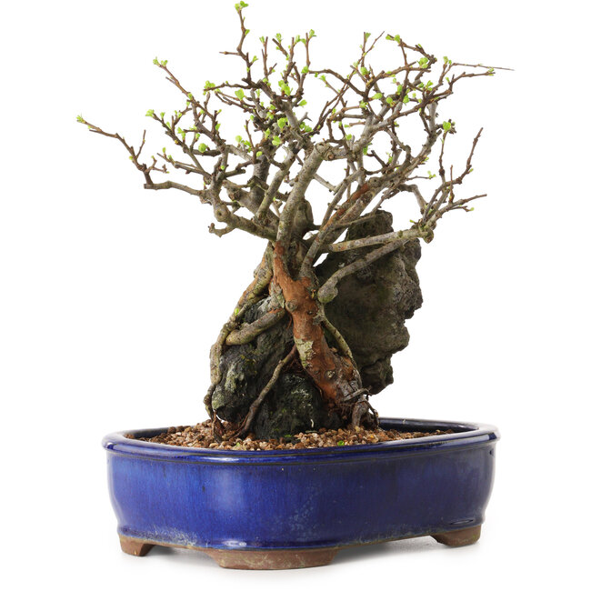 Chaenomeles speciosa, 27 cm, ± 25 años de edad