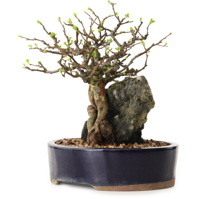 Chaenomeles speciosa, 24 cm, ± 25 Jahre alt