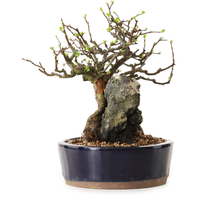 Chaenomeles speciosa, 24 cm, ± 25 anni