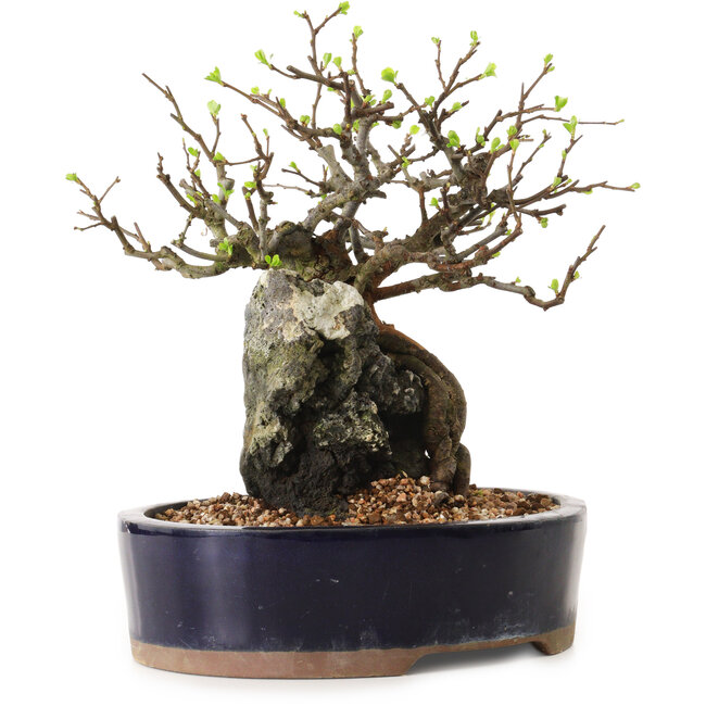 Chaenomeles speciosa, 24 cm, ± 25 Jahre alt