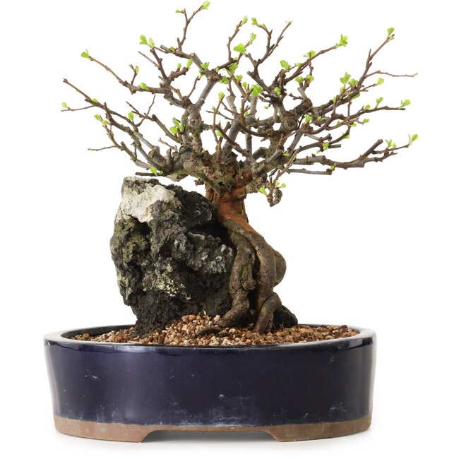 Chaenomeles speciosa, 24 cm, ± 25 jaar oud