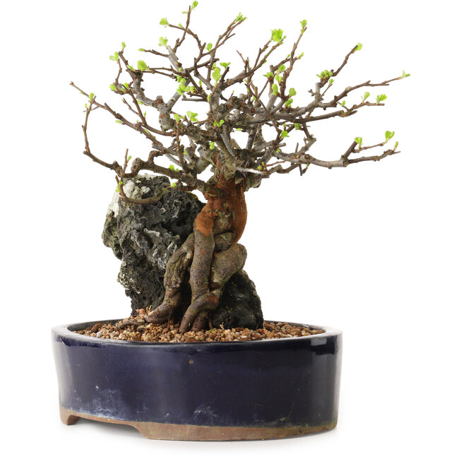 Chaenomeles speciosa, 24 cm, ± 25 Jahre alt