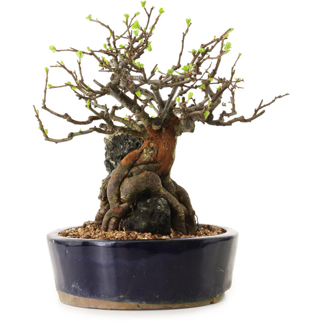 Chaenomeles speciosa, 24 cm, ± 25 anni