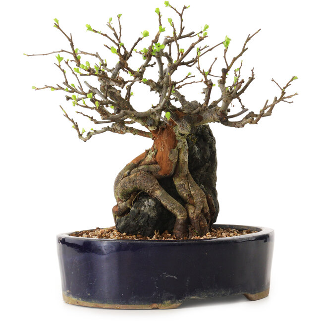 Chaenomeles speciosa, 24 cm, ± 25 anni