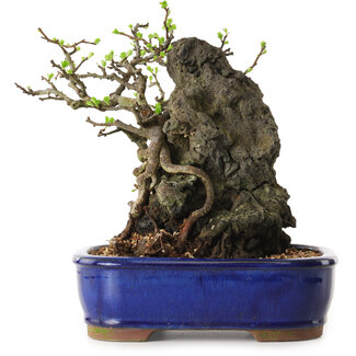 Chaenomeles speciosa, 24 cm, ± 25 ans