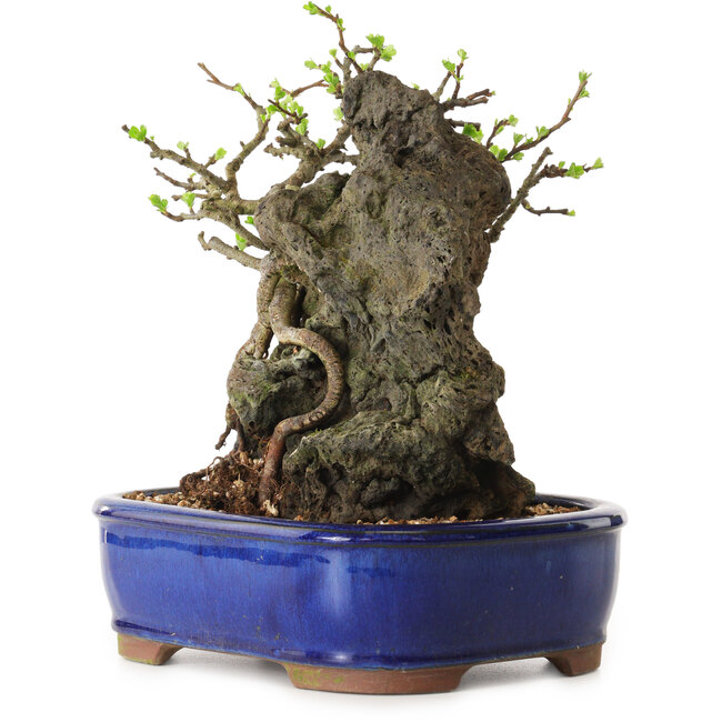 Chaenomeles speciosa, 24 cm, ± 25 anni