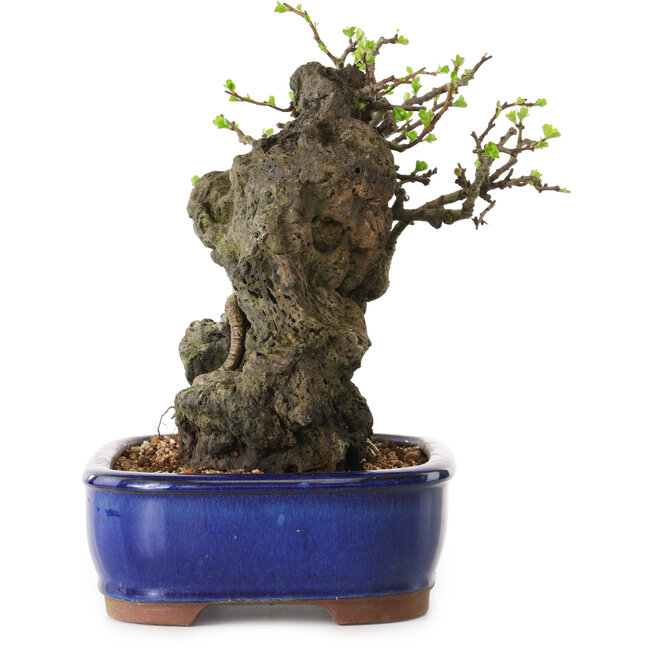 Chaenomeles speciosa, 24 cm, ± 25 ans