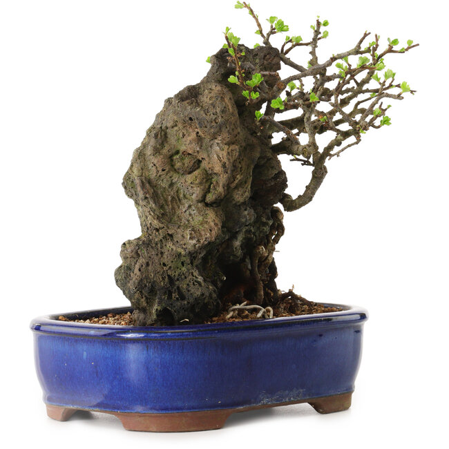 Chaenomeles speciosa, 24 cm, ± 25 Jahre alt