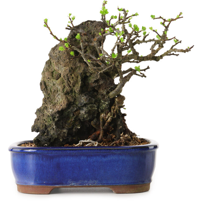 Chaenomeles speciosa, 24 cm, ± 25 Jahre alt