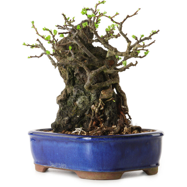 Chaenomeles speciosa, 24 cm, ± 25 ans