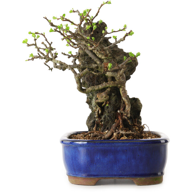 Chaenomeles speciosa, 24 cm, ± 25 years old