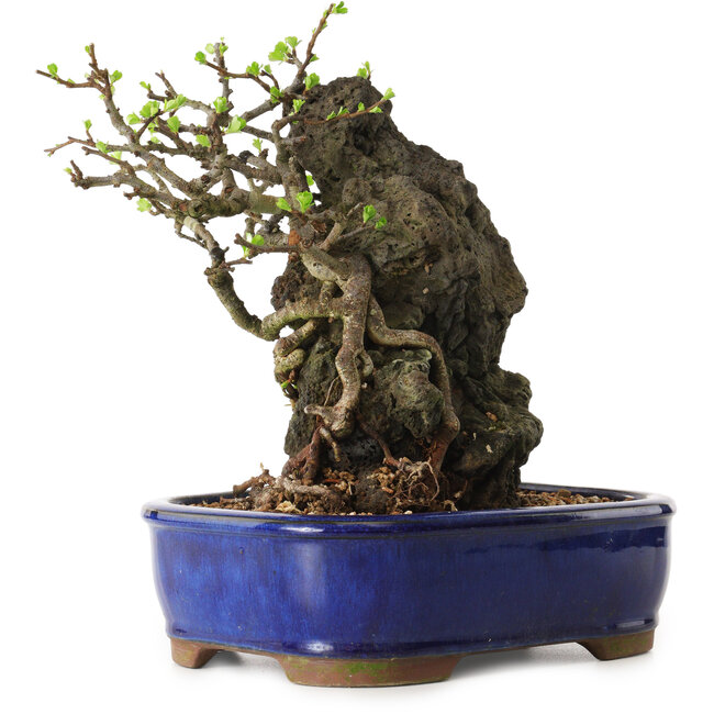 Chaenomeles speciosa, 24 cm, ± 25 jaar oud