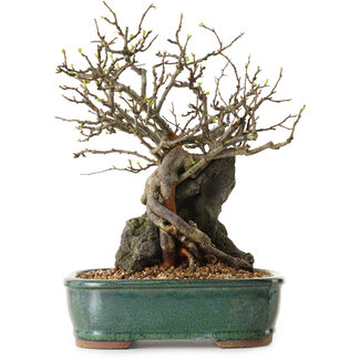 Chaenomeles speciosa, 32 cm, ± 25 anni