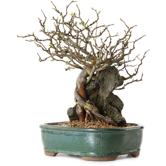 Chaenomeles speciosa, 32 cm, ± 25 anni