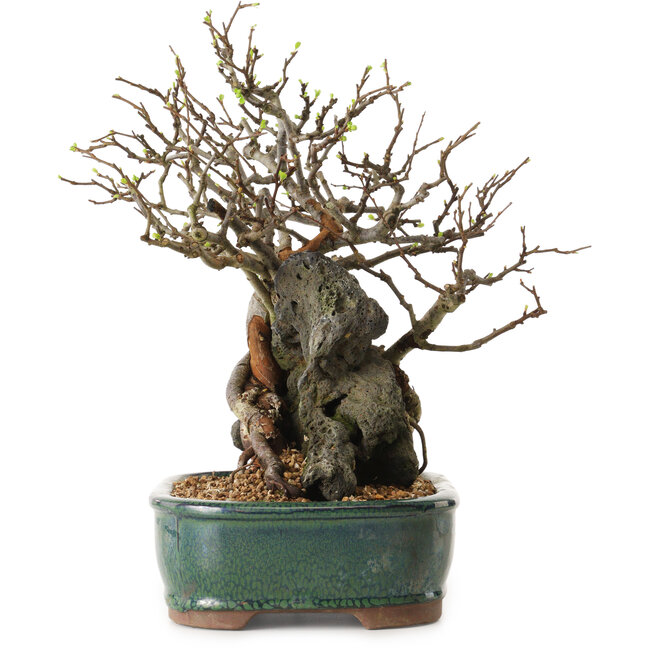 Chaenomeles speciosa, 32 cm, ± 25 anni