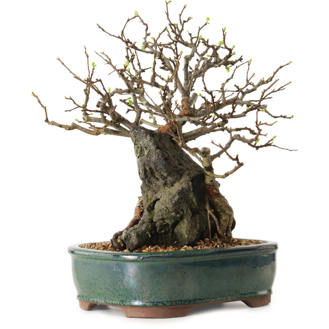 Chaenomeles speciosa, 32 cm, ± 25 Jahre alt