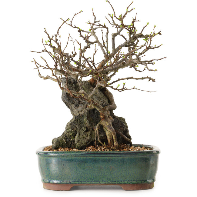 Chaenomeles speciosa, 32 cm, ± 25 jaar oud