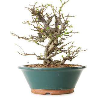 Chaenomeles speciosa, 25 cm, ± 25 anni