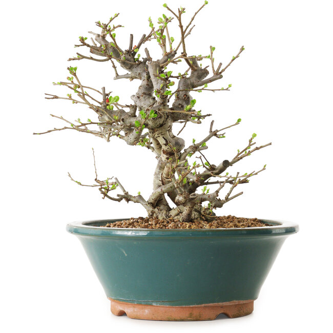 Chaenomeles speciosa, 25 cm, ± 25 años de edad