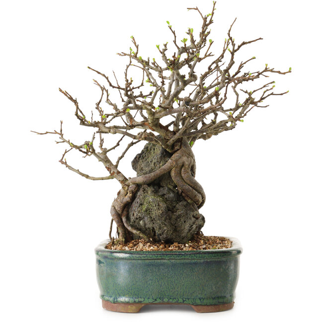 Chaenomeles speciosa, 32 cm, ± 25 años de edad