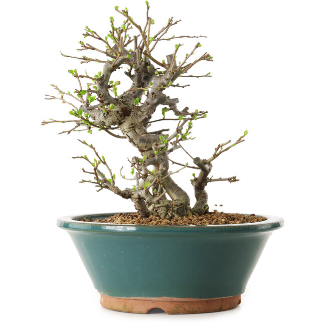 Chaenomeles speciosa, 25 cm, ± 25 years old