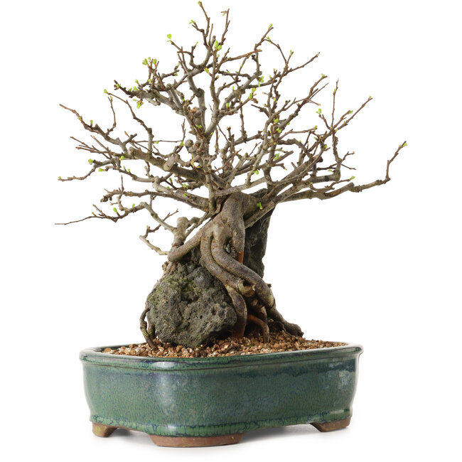 Chaenomeles speciosa, 32 cm, ± 25 años de edad