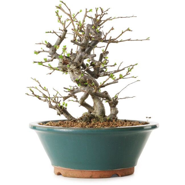 Chaenomeles speciosa, 25 cm, ± 25 Jahre alt