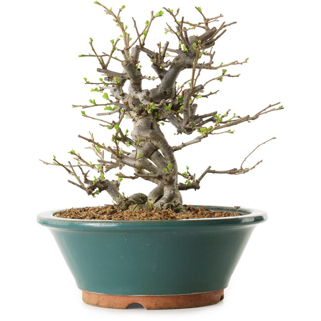 Chaenomeles speciosa, 25 cm, ± 25 anni