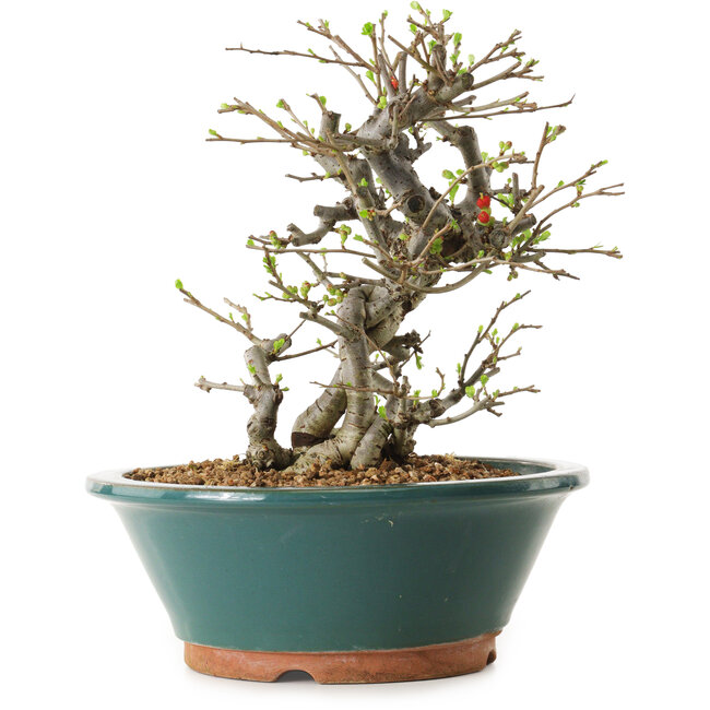 Chaenomeles speciosa, 25 cm, ± 25 años de edad